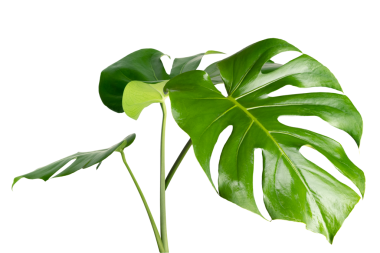 Bölünmüş yaprak fildişi, canavar bitki elementi şeffaf png