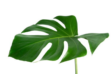 Bölünmüş yaprak fildişi, canavar bitki elementi şeffaf png