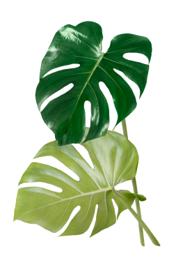 Monstera şeffaf arkaplanda png etiketi ve estetik bitki resmi bırakır