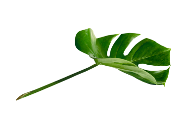 Bölünmüş yaprak fildişi, canavar bitki elementi şeffaf png