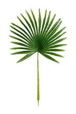 Taze yeşil palmiye yaprağı şeffaf png