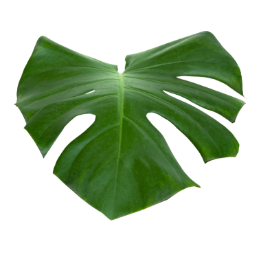 Bölünmüş yaprak fildişi, canavar bitki elementi şeffaf png