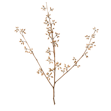 Çiçek dalı png kolaj ögesi, şeffaf arkaplan