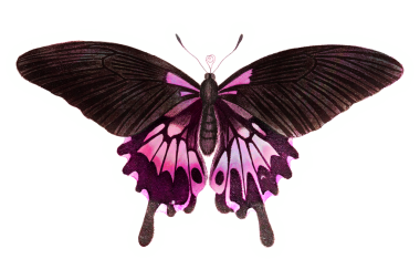 Beyaz sınır etiketli pembe kelebek.