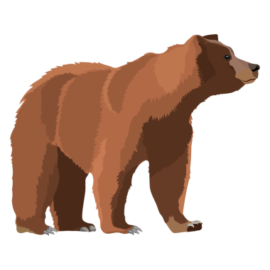 Dört ayaklı PNG kahverengi ayısı illüstrasyon etiketi, şeffaf arkaplan