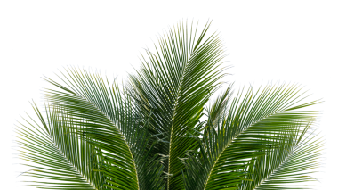 Palmiye yaprağı png sınırı, şeffaf arkaplan