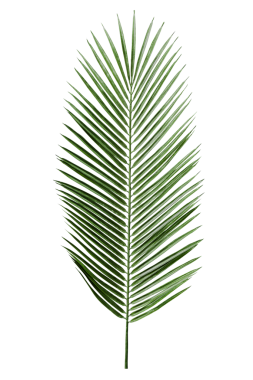 Palmiye yaprağı png etiketi, şeffaf arkaplanda tropikal kesim