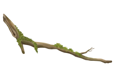 Ağaç dalı png etiketi, botanik illüstrasyon, şeffaf arkaplan