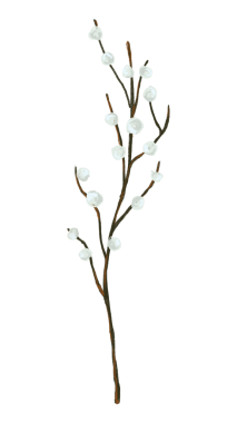 Beyaz pamuk dalı png etiketi, şeffaf arkaplan