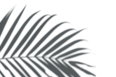 PNG Yaprak gölge efekti, şeffaf arkaplan