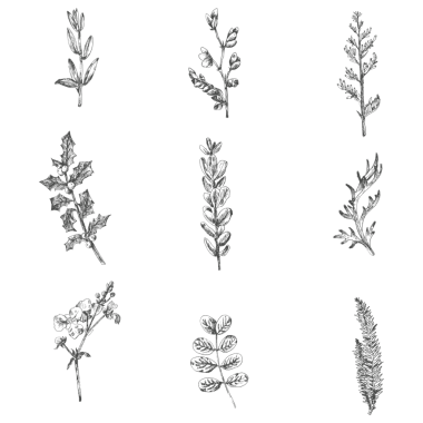 El çizimi bitkiler koleksiyonu şeffaf png