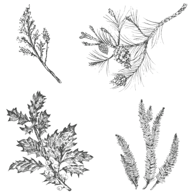 El çizimi Noel bitkileri şeffaf png