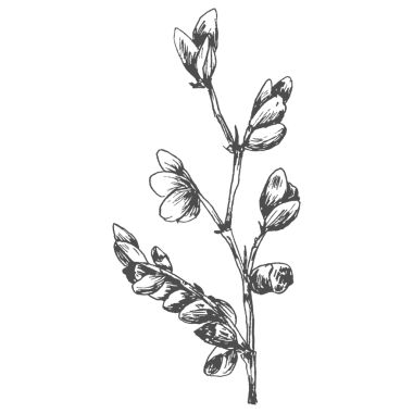 El çizimi çiçek dalı şeffaf png