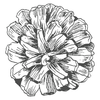 El çizimi kozalaklı koni ögesi şeffaf png