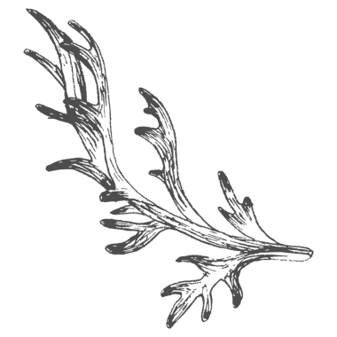 El çizimi yaprak dalı şeffaf png