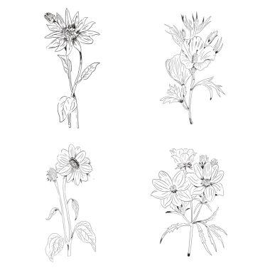 El çizimi kır çiçekleri koleksiyonu şeffaf png