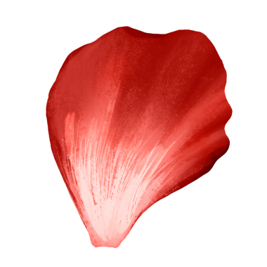 Png çiçek yaprakları tasarım elementi kırmızı gül 