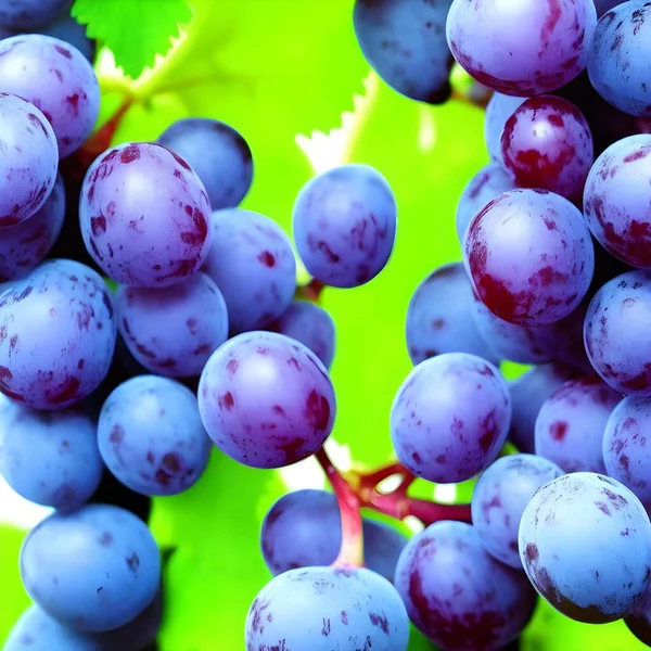 Hintergrundbild Von Blauen Trauben Blättern Stockfoto