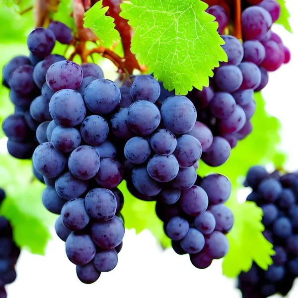 Фото Заднем Плане Связки Голубого Винограда Листьях Стоковое Изображение