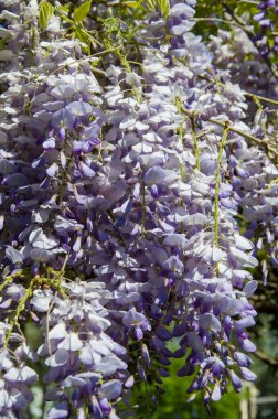 Bahçedeki ağaçta mor çiçekler