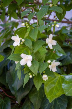 Bahçede beyaz çiçekler