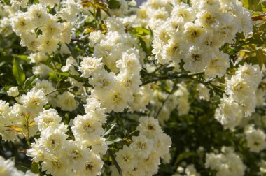 Bahçede beyaz çiçekler