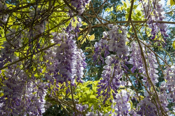 stock image purple flowers on the tree in the garden