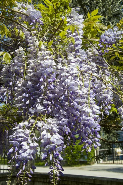 Bahçedeki ağaçta mor çiçekler