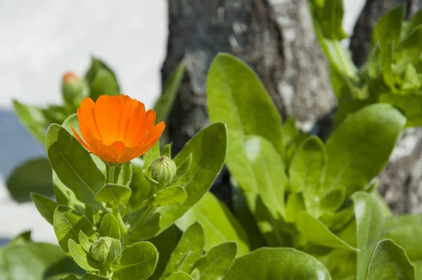 Bahçedeki portakal çiçekleri