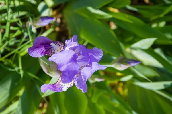 Baharda bahçede mavi süsen çiçeği