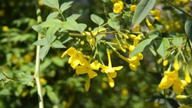 Ağaçtaki sarı çiçekler