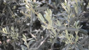 Ağaçta Yeşil Zeytin Büyür