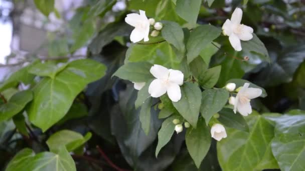 Beyaz Kiraz Ağacı Çiçek Çiçekler — Stok video