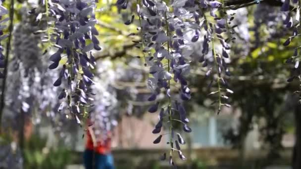 Árbol Con Flores Púrpuras Primavera — Vídeos de Stock