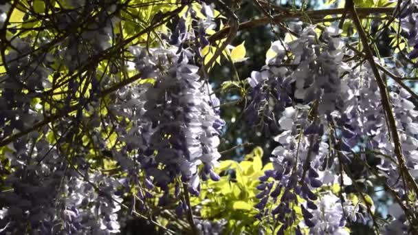春に紫色の花を咲かせる木 — ストック動画