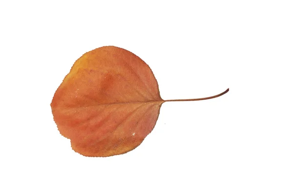 Φύλλα Κιτρινωπού Δέντρου Φθινόπωρο — Φωτογραφία Αρχείου