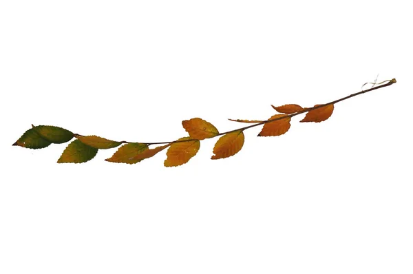 Желтые Листья Деревьев Осенью — стоковое фото
