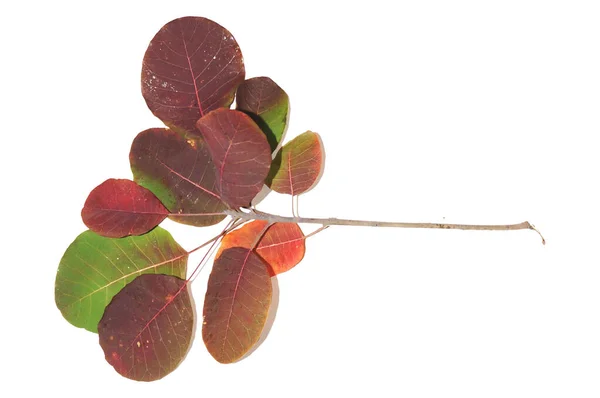 Żółknące Liście Drzew Jesienią — Zdjęcie stockowe