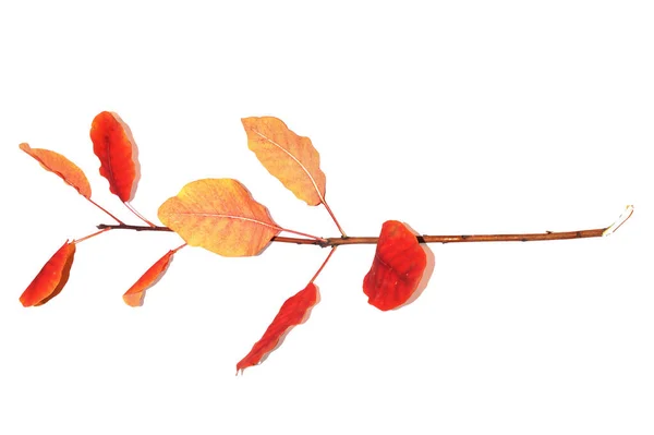Żółknące Liście Drzew Jesienią — Zdjęcie stockowe