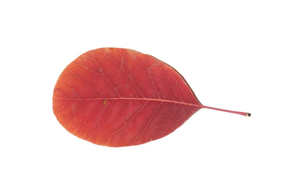Gulnande Löv Hösten — Stockfoto