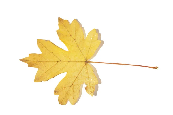 Sonbaharda sararmış ağaç yaprakları