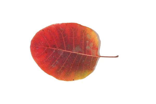 Sonbaharda sararmış ağaç yaprakları