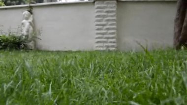 Bahçedeki çimlerin üzerinde uçarak