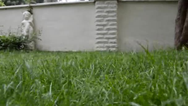 庭の芝生の上を飛ぶ — ストック動画