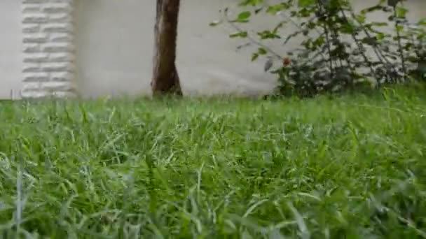 정원의 잔디밭 날아가는 — 비디오