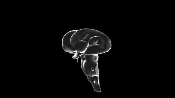 Animația Raportului Cerebelului Uman — Videoclip de stoc