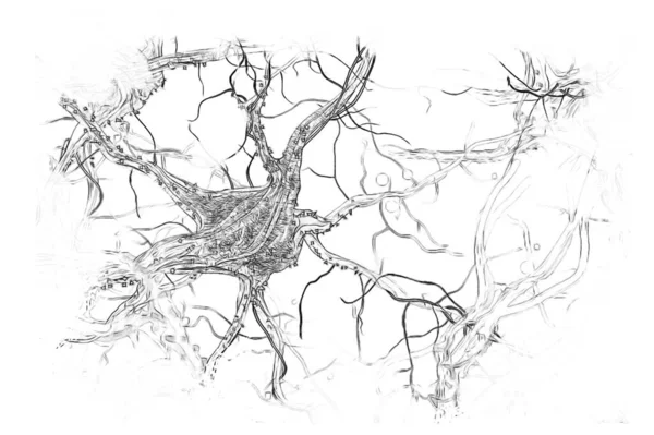 脳内の神経細胞を鉛筆で描き — ストック写真