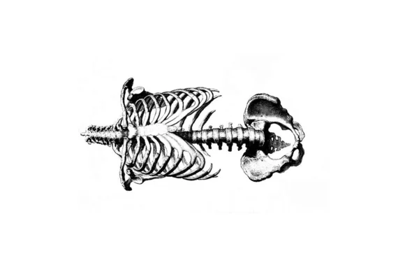 Dibujo Lápiz Del Esqueleto Humano — Foto de Stock