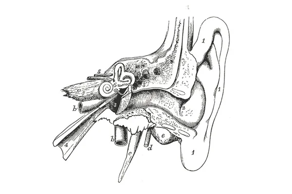 Rysunek Ołówka Wewnątrz Ludzkiego Ucha — Zdjęcie stockowe