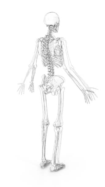人間の骨の鉛筆の描画 — ストック動画